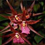 Oncidium Aliceara Sunday Best-Flowering Size